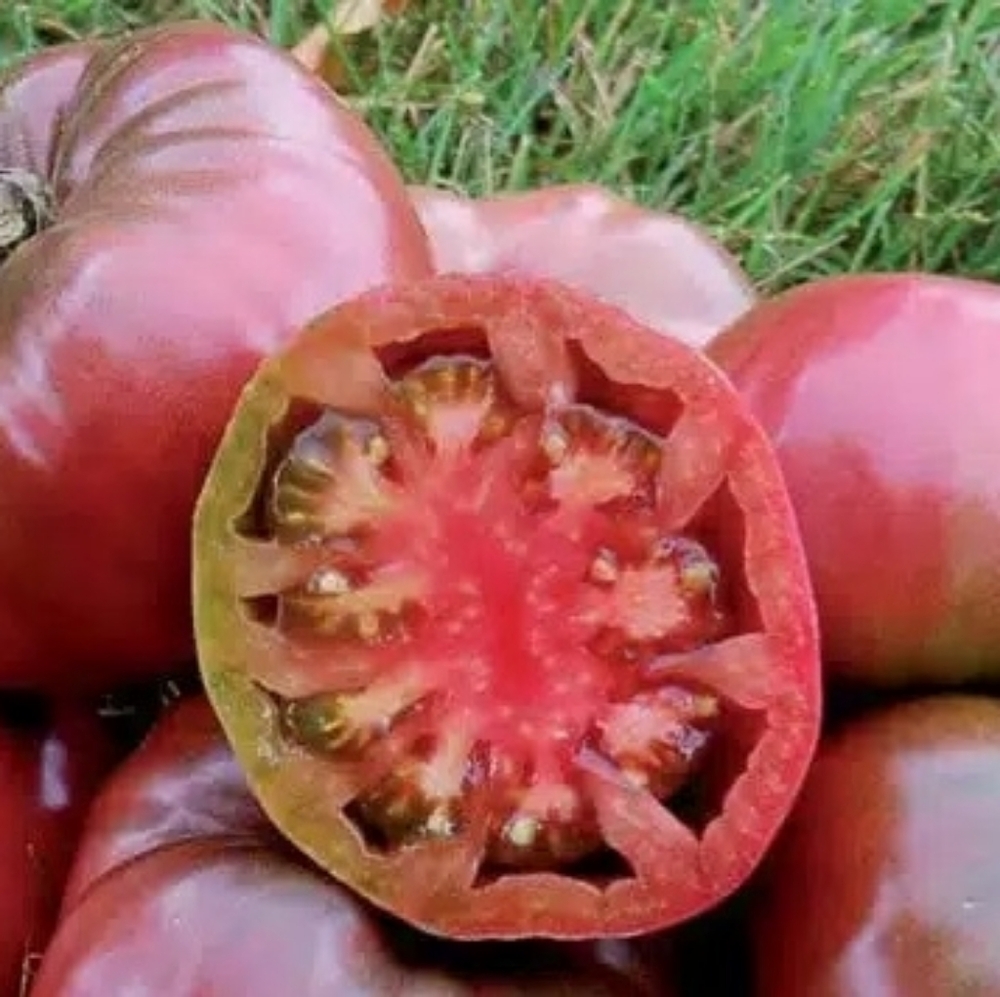 Seeds. Purple Cherokee Tomato (100mg) 2025